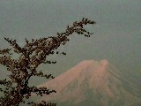 西桂中学校裏の桜と富士山４月１１日