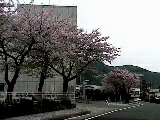 富士吉田市民会館前の桜４月１８日