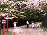 忠霊塔に登る車道の桜４月１８日（散り始めていました）