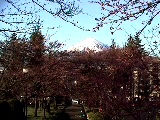 新倉浅間神社参道の桜と富士４月１０日（まだつぼみですね）
