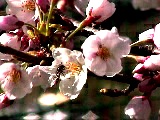 富士小の桜４月１０日