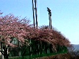 富士小学校校庭の桜４月１０日